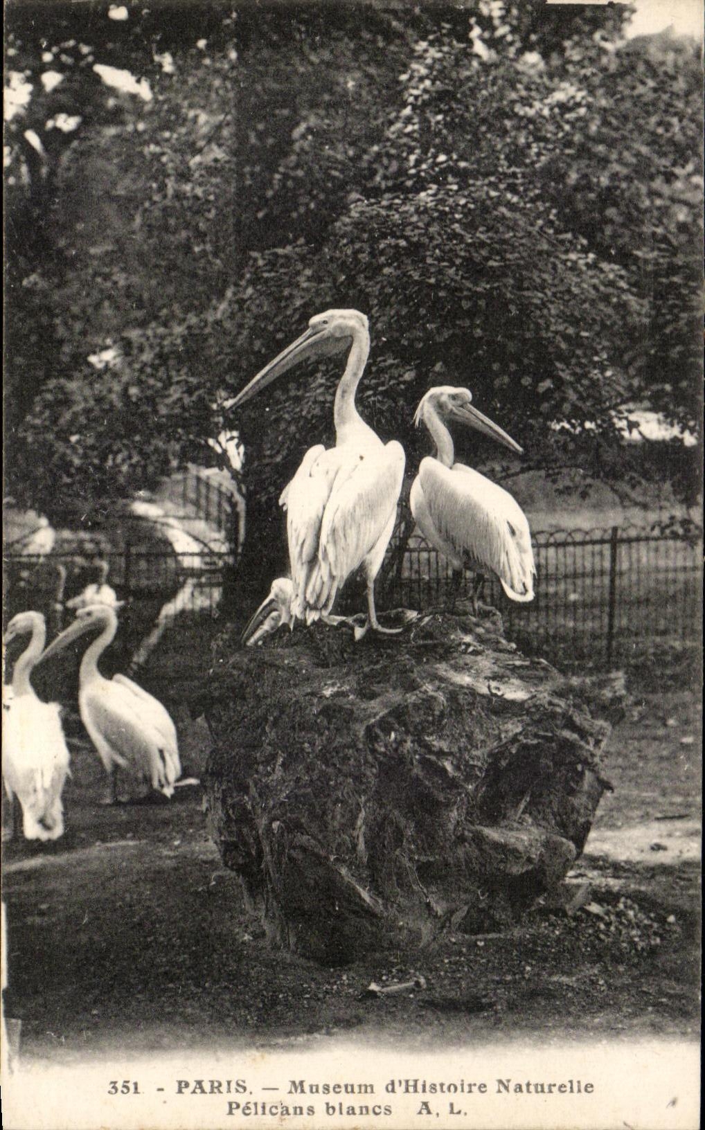 CPA Paris Museum of Natural history White Pelicans Birds Zoo
