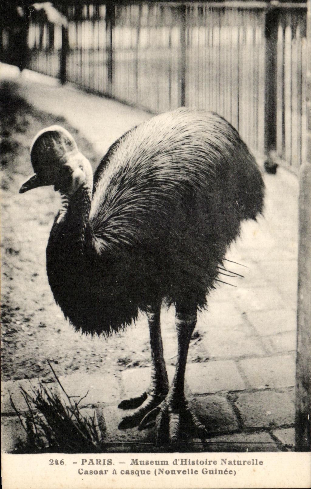CPA Paris Museum of Caspar Natural history has Casque New Guinea Zoo bird