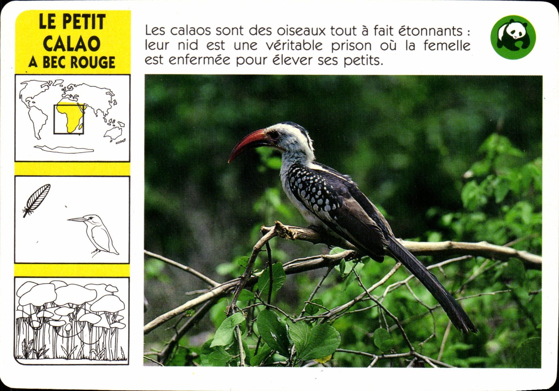 Chart Small Calao has Red Nozzle Bird WWF
