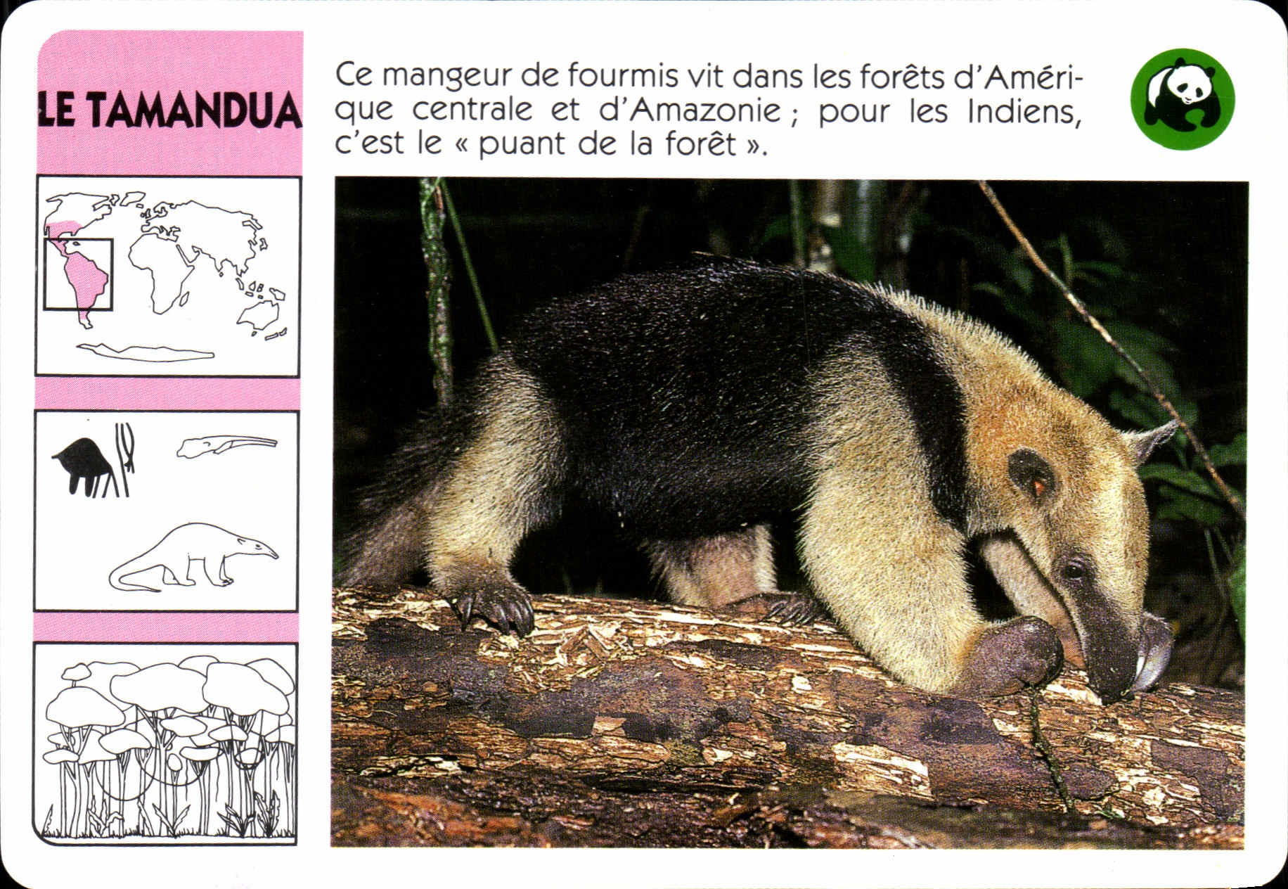 Chart Tamandua WWF