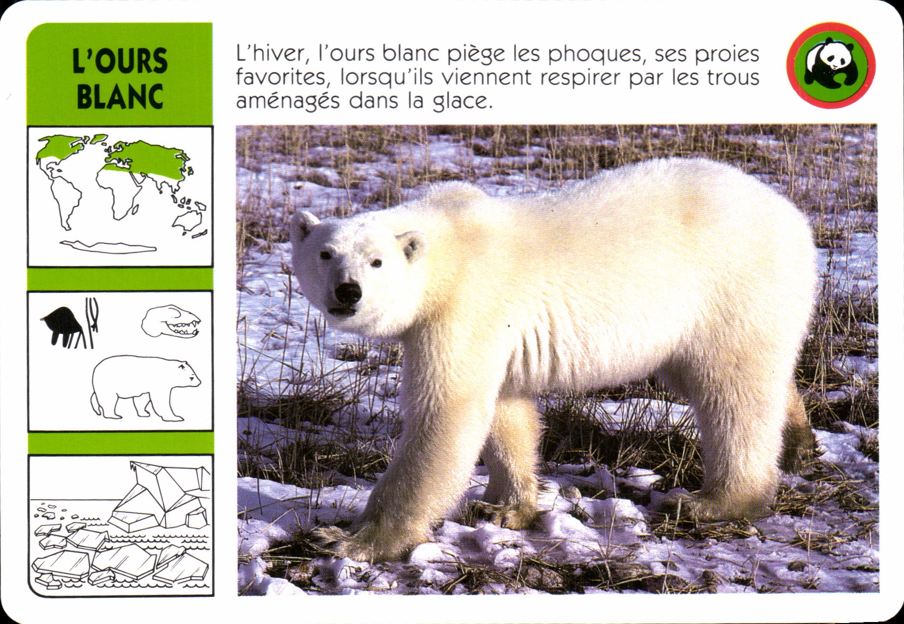 Chart Polar bear WWF