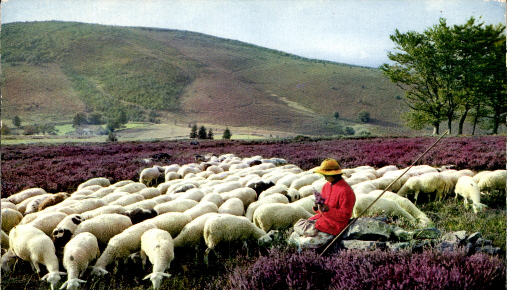 Ovejas pintorescas de Limousion Monedieres de la TARJETA MODERNA
