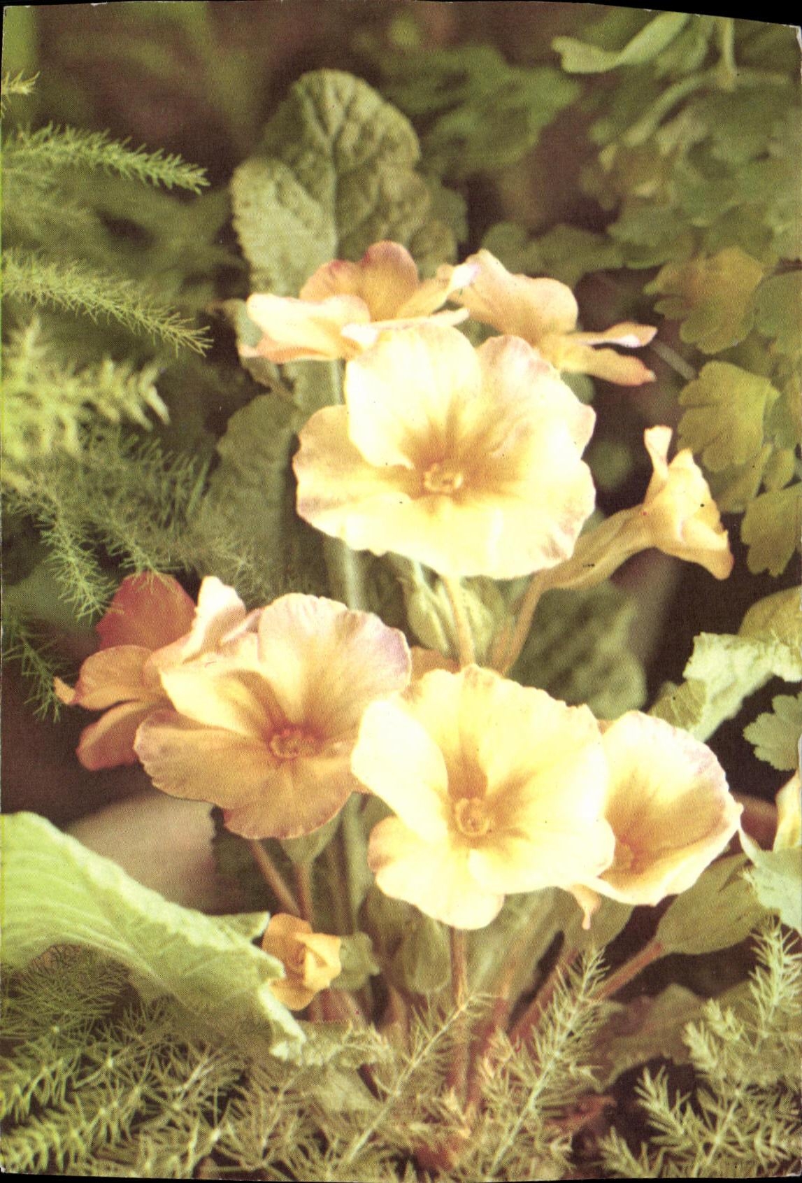 Flores del peletero de CPA