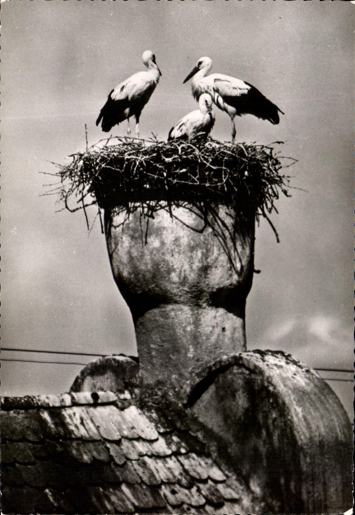 CPSM Storks of Riquewhir