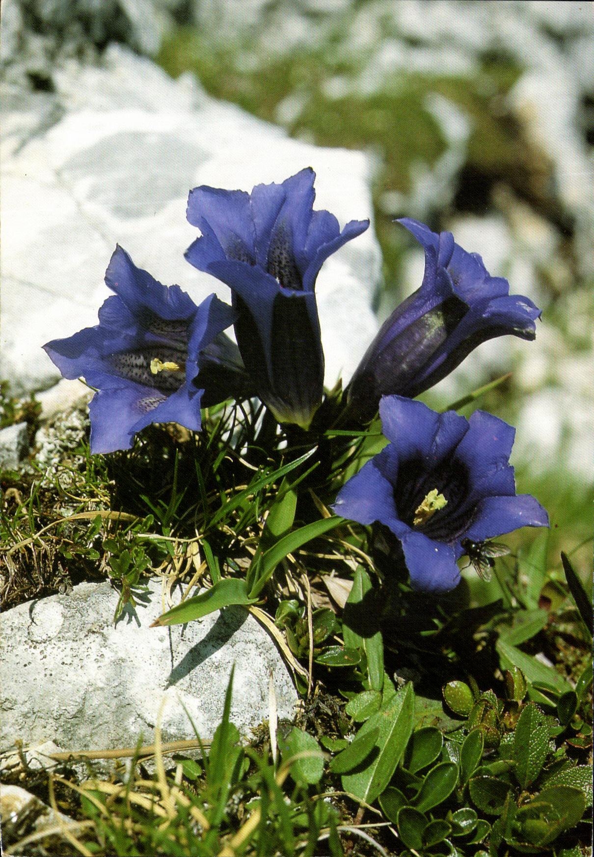 La TARJETA MODERNA florece acaulis Gentiana