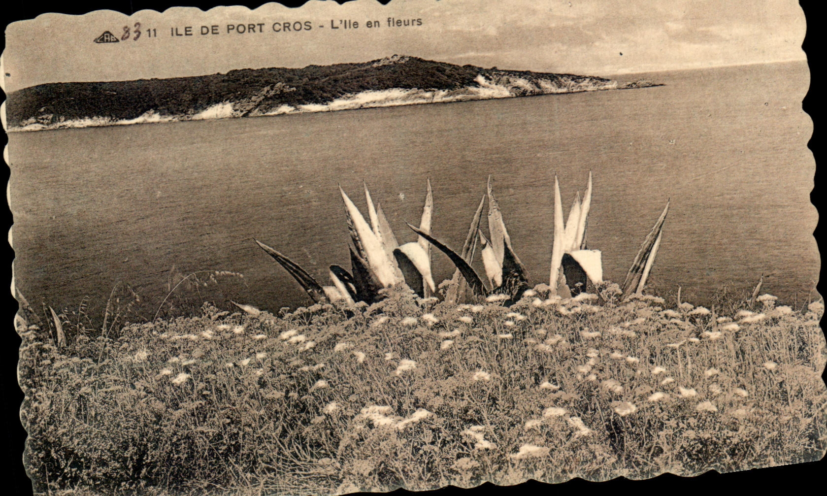 CPA Ile De Port Cros L'Ile en fleurs