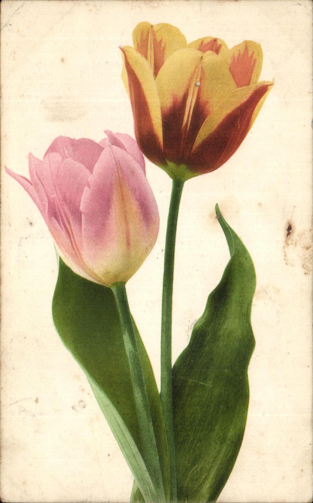 CPA florece tulipanes