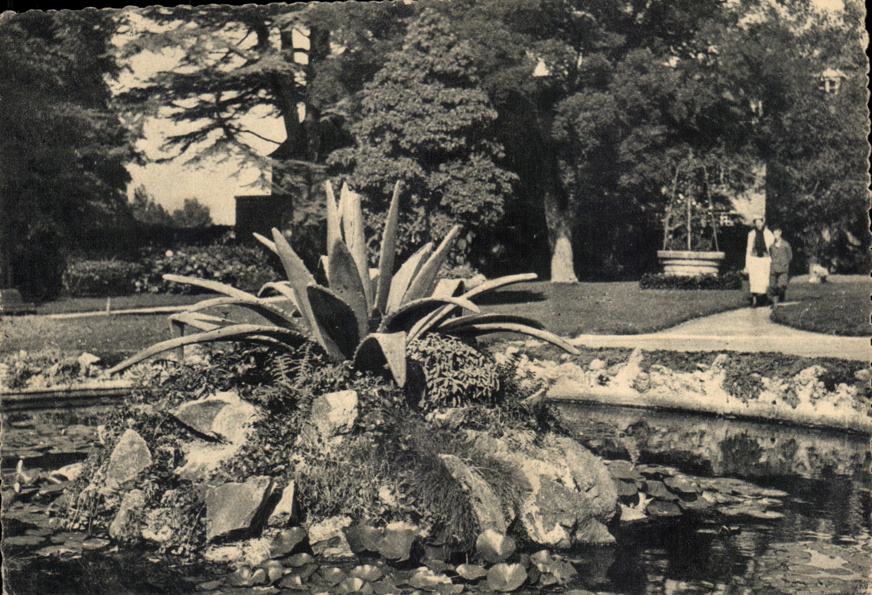 CPSM Mont Saint Michel the Botanical garden