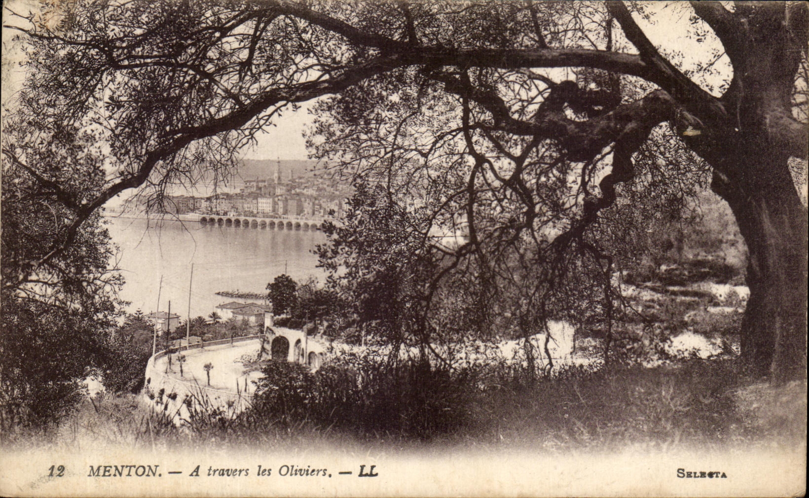 CPA Menton Through the Olive-trees
