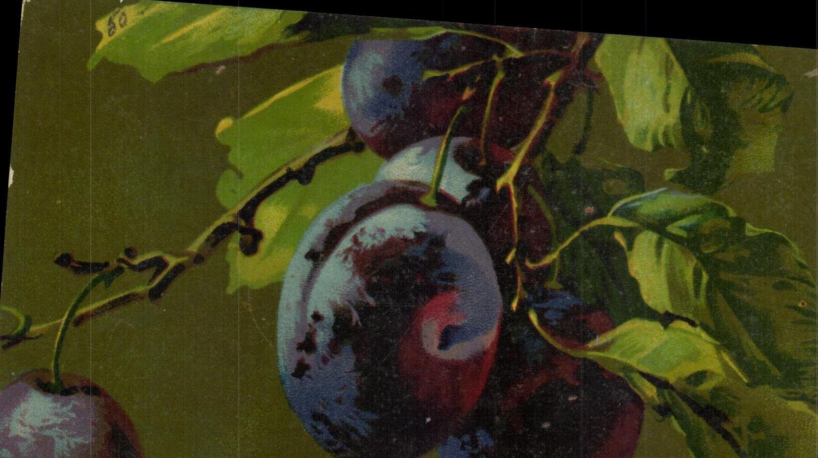 CPA Fantaisie Fleurs Pruneau