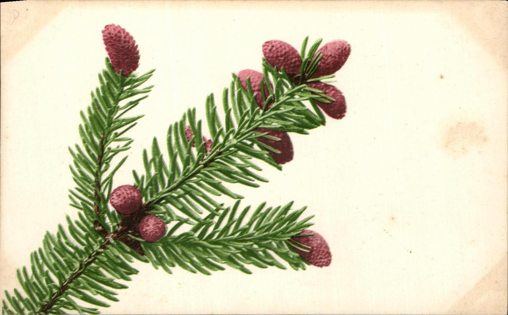 CPA Fantaisie Fleurs Pins