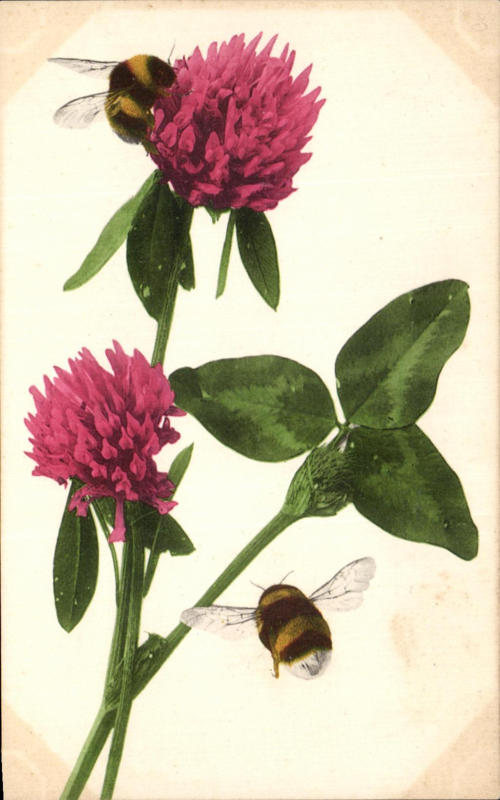 CPA Fantaisie Fleurs Bourdons