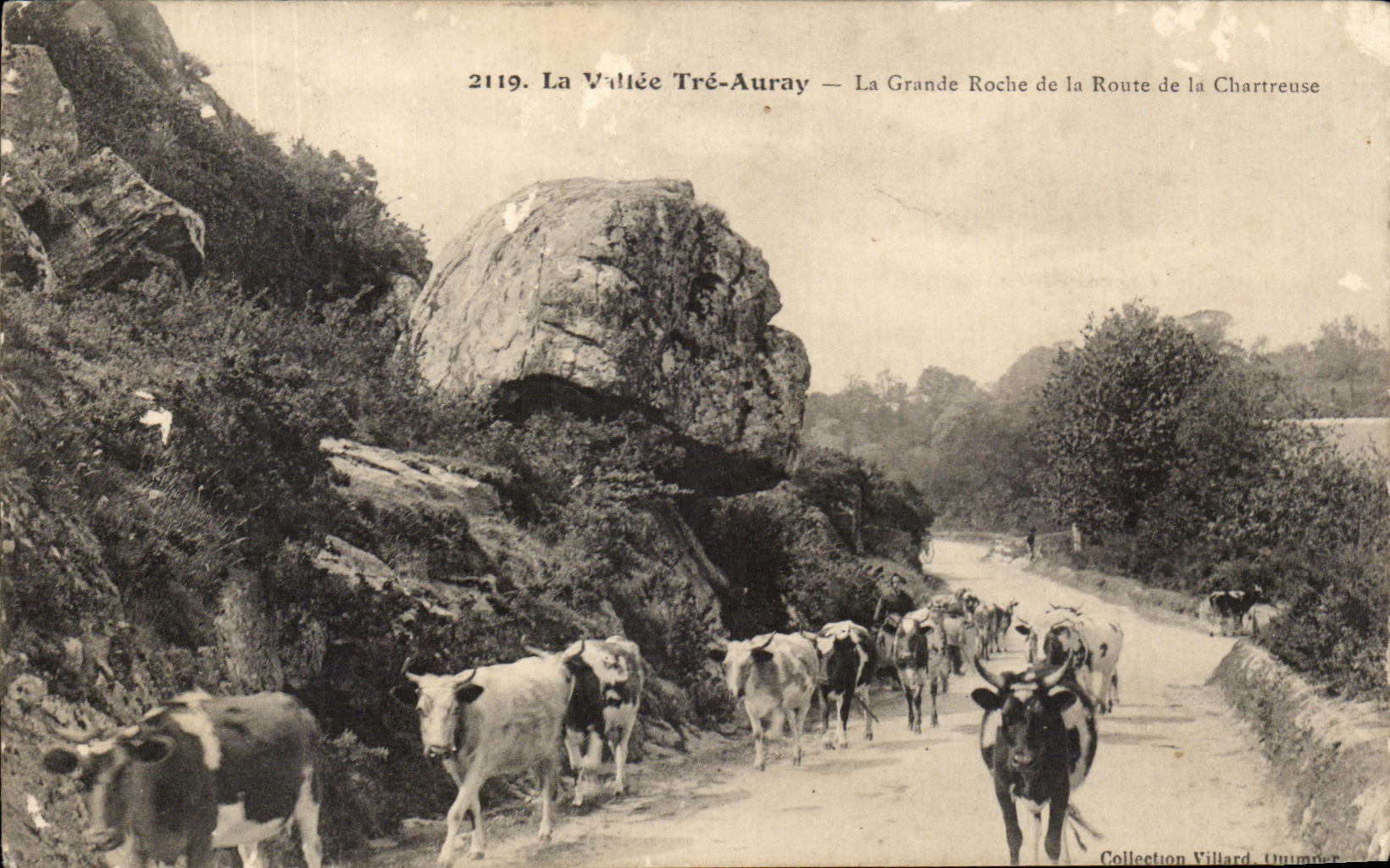 CPA the Valley Tre Auray La Large Rock of the Road of Chartreuse Cows