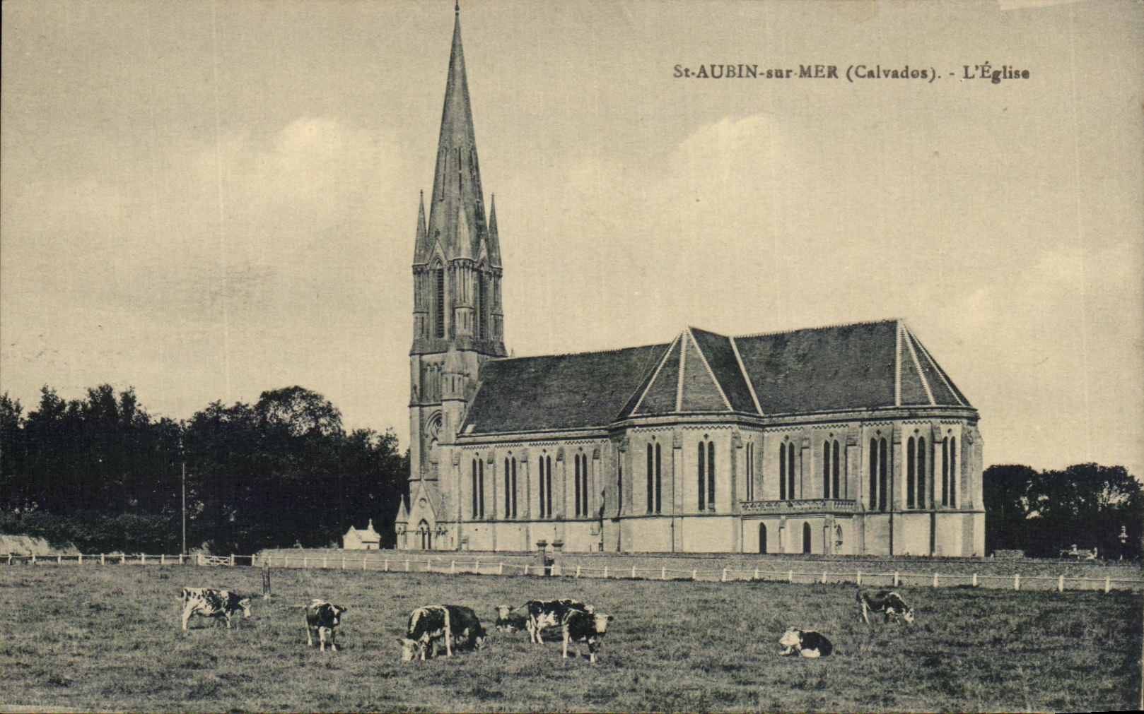 CPA St Aubin On Sea the church Cows