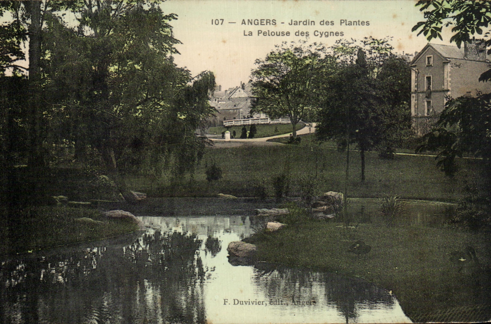 CPA Angers Jardin Des Plantes La Pelouse Des Cygnes