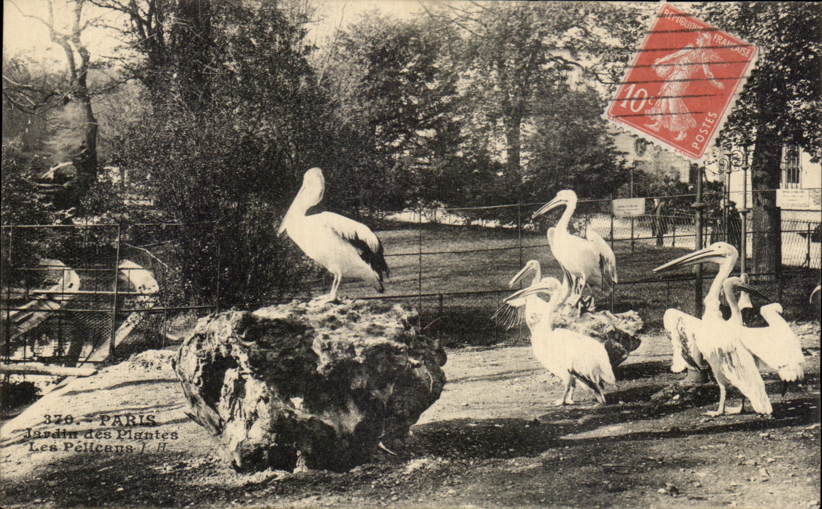 CPA Paris Botanical garden the Pelicans birds