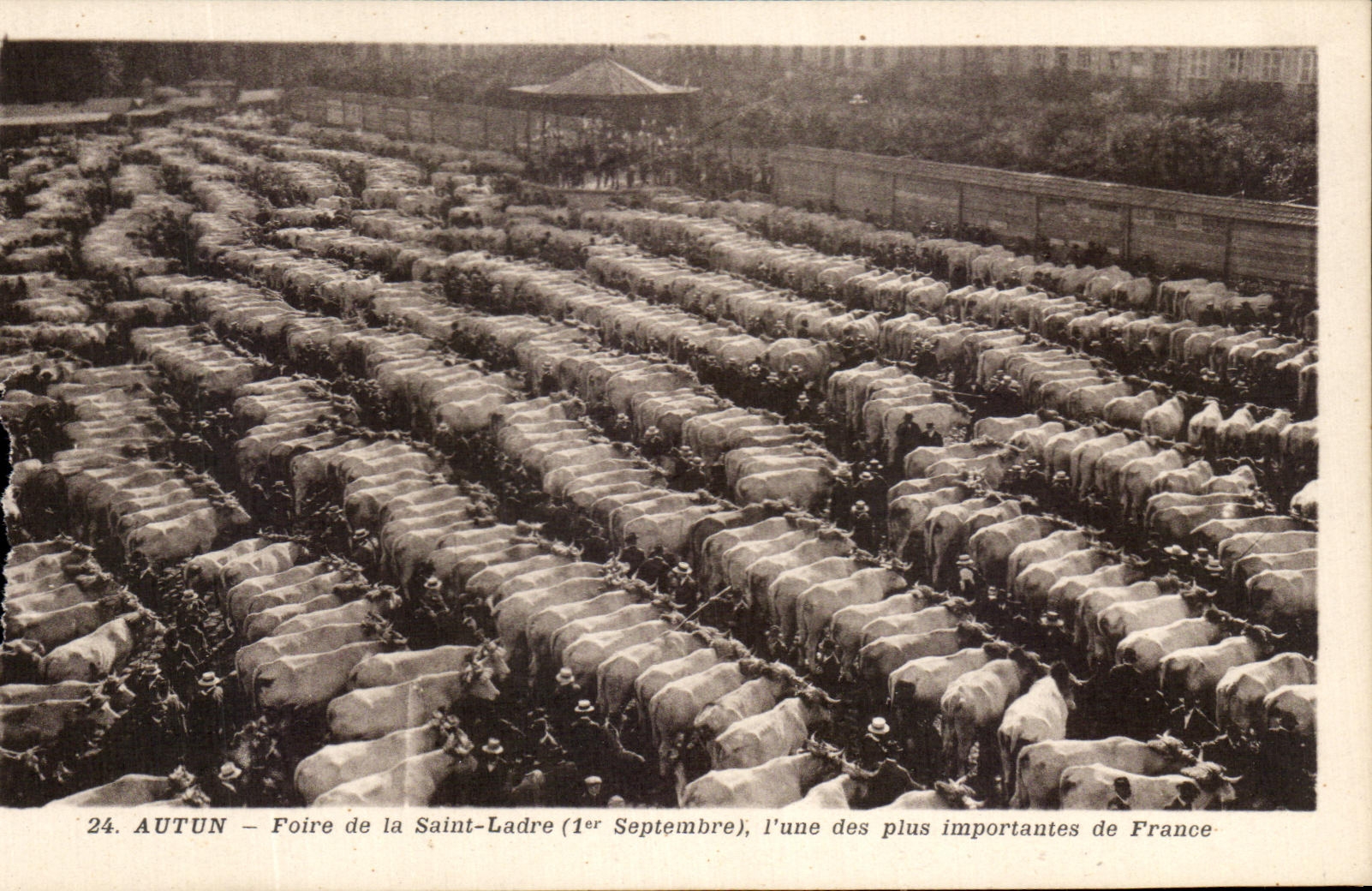 CPA Autun Foire De La Saint Ladre Marche Boeufs