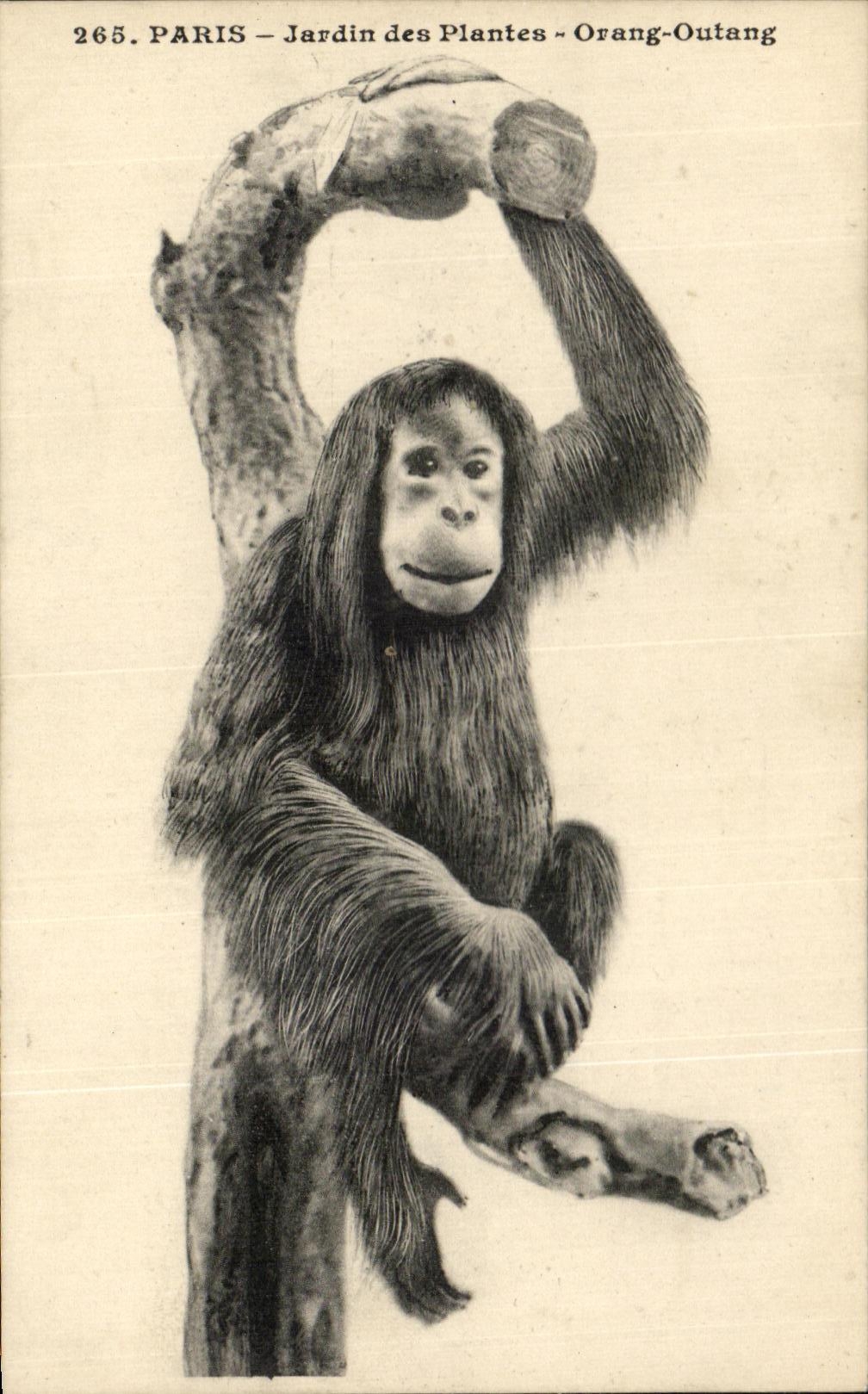CPA Paris Botanical garden Orang Outang