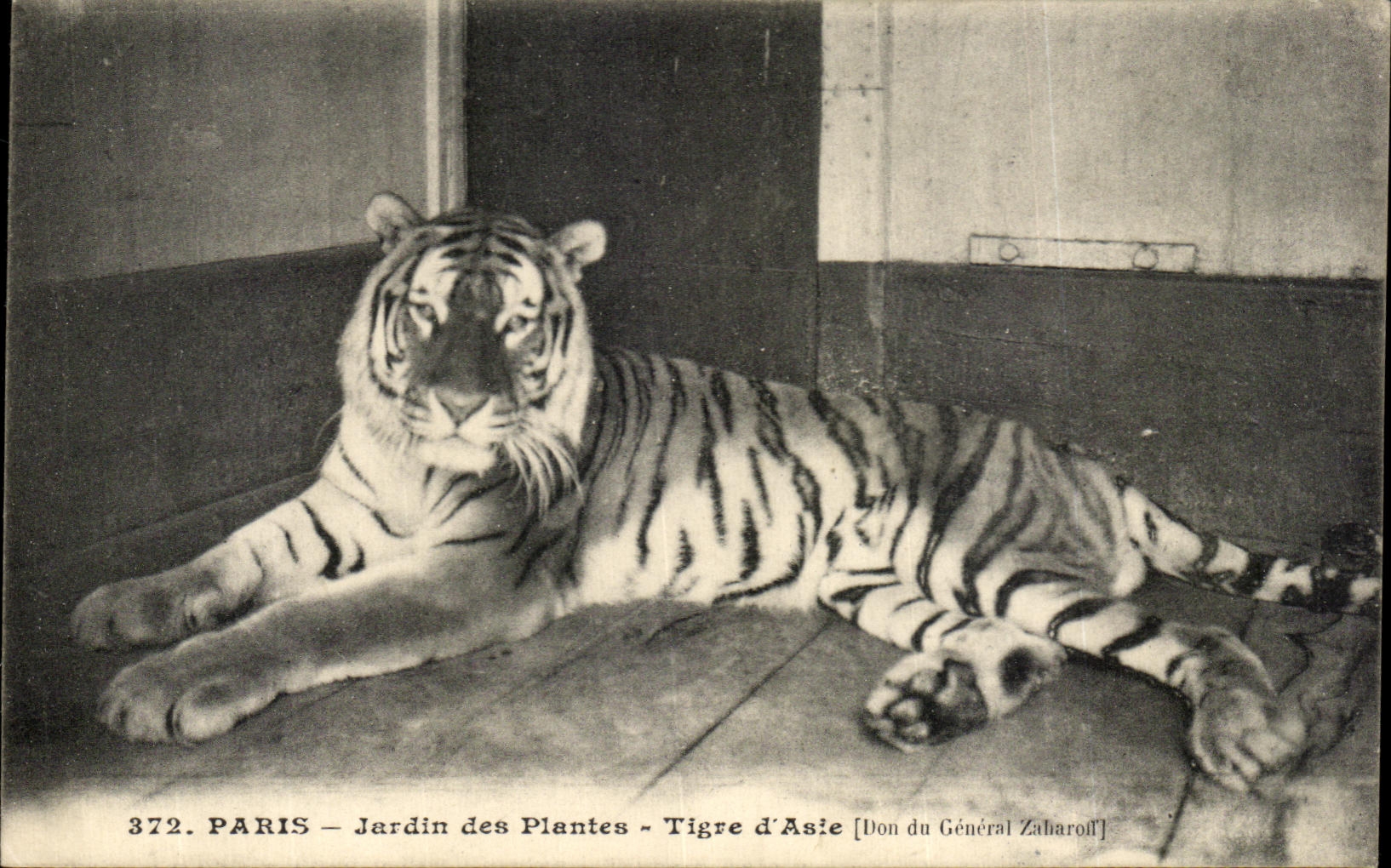 CPA Paris Botanical garden Tiger Of Asia Gift of general Zabaroll