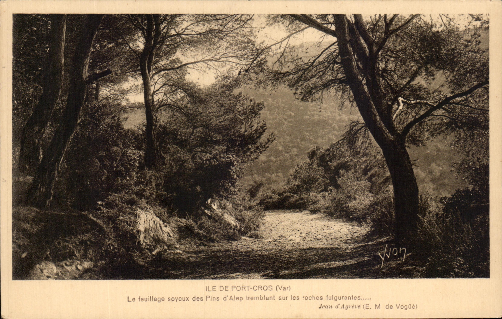 CPA Ile De Port Cros Le Feuillage Soyeux Des Pins D'alpe Tremblant Sur Les Rochers