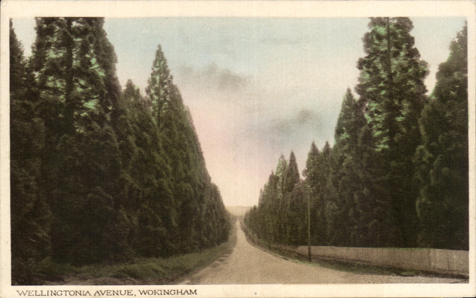 CPA Wellingtonia Wokingham Avenue