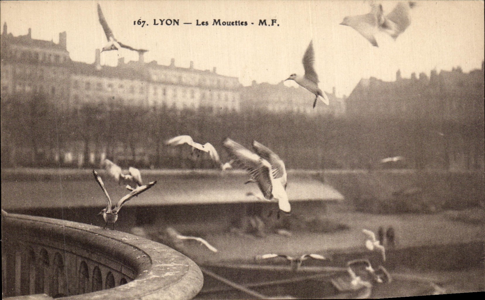 CPA Lyon the Gulls Birds
