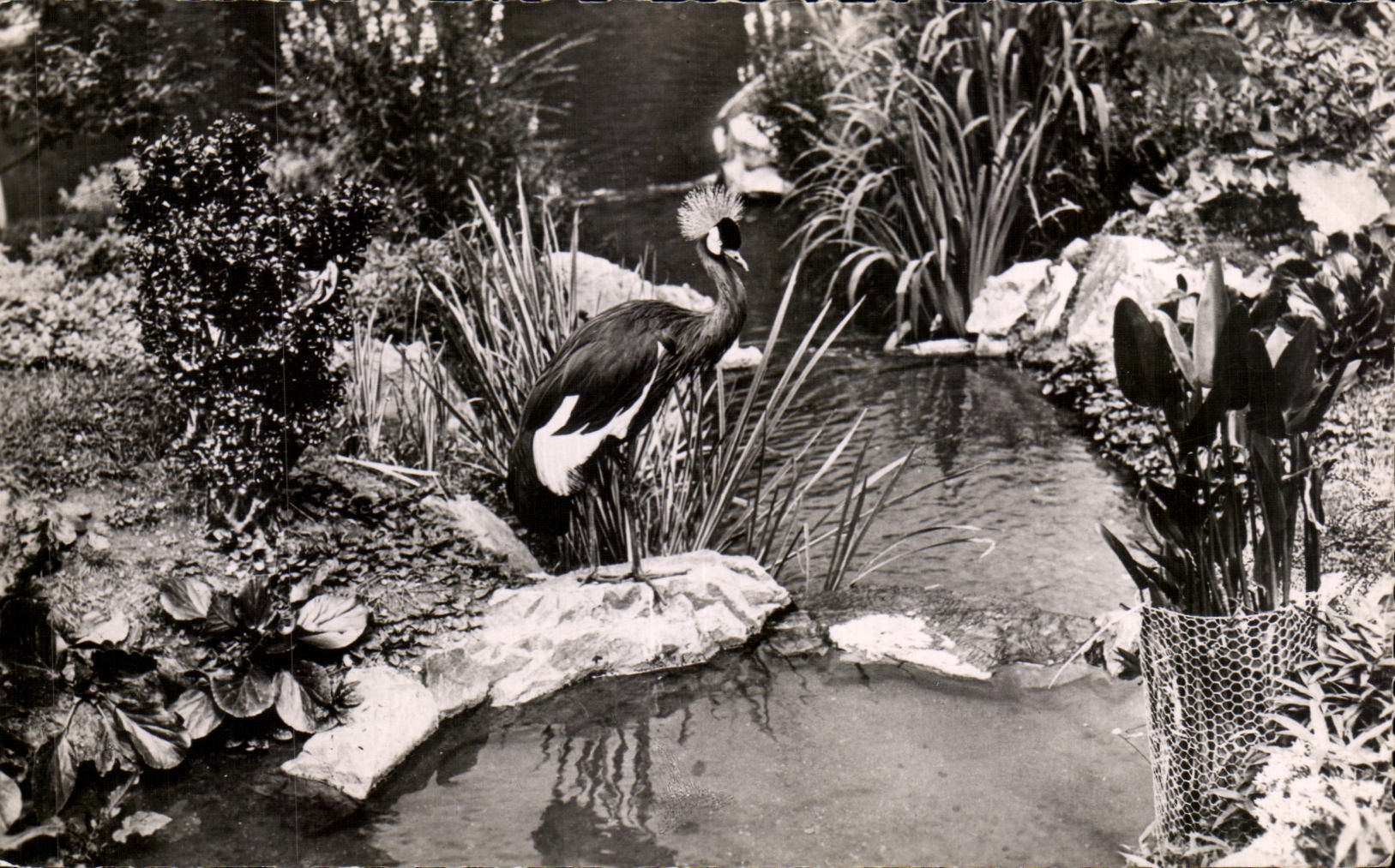 CPA Vichy a Corner of the Park of the Swans