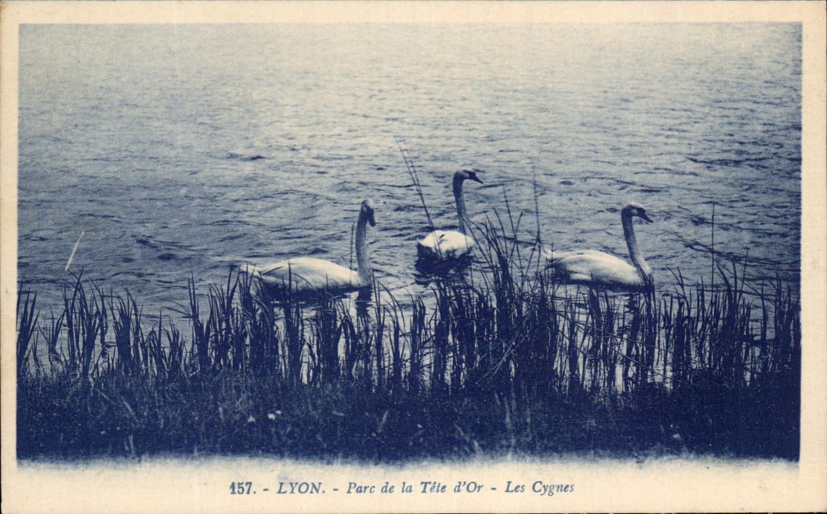CPA Lyon Park of the Gold Head Swans
