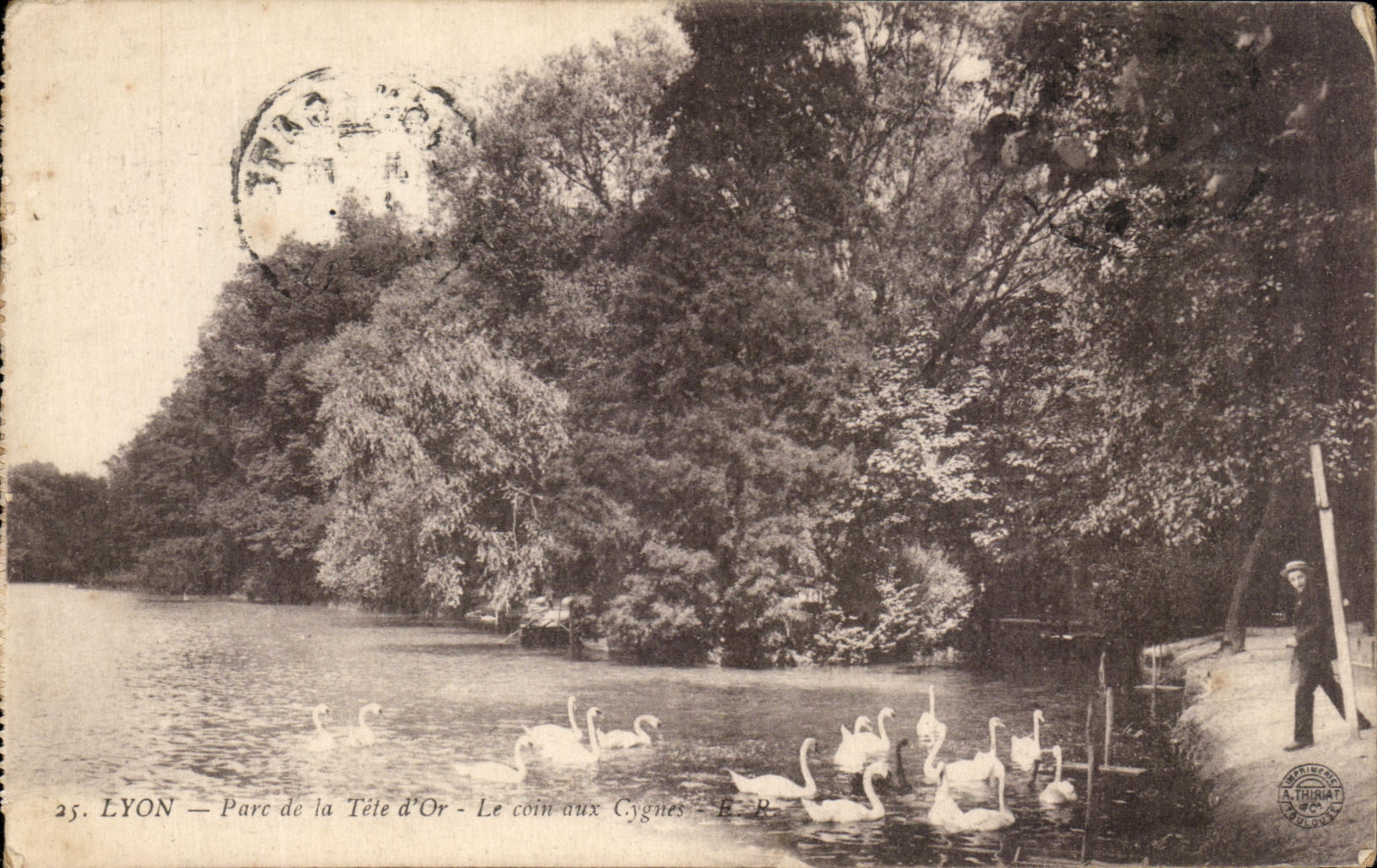 CPA Lyon Parc de la Tete d'or Le Coin aux Cygnes 