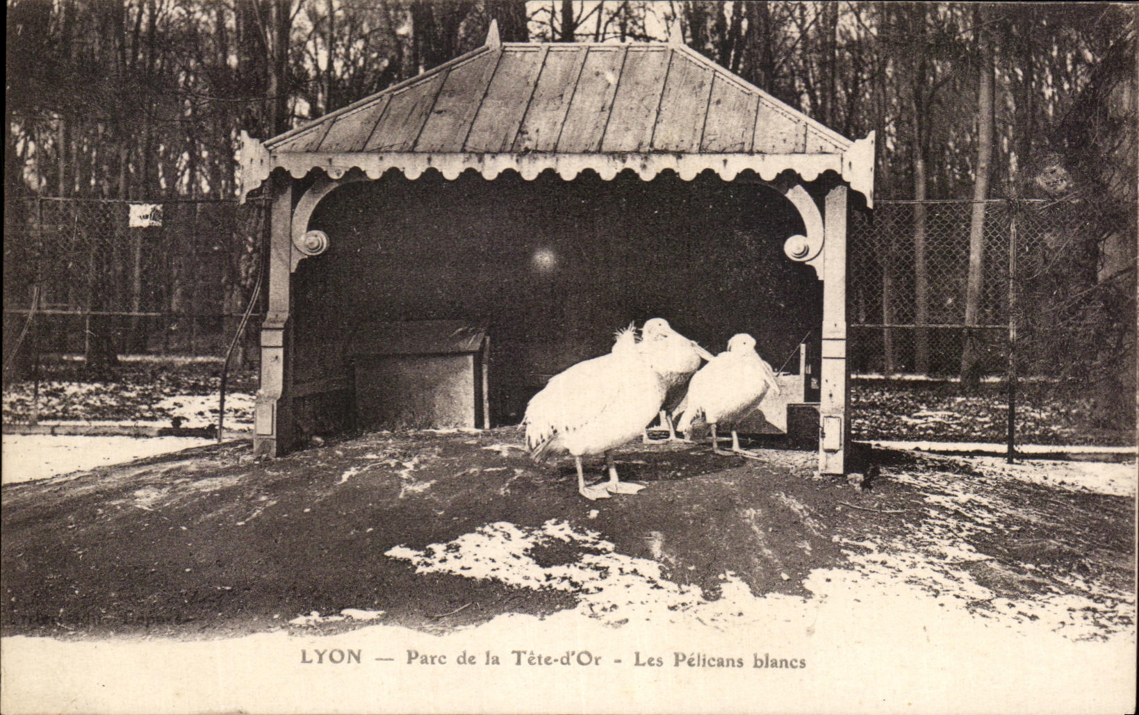 CPA Lyon Parc de la Tete d'or Les Pelicans Blancs