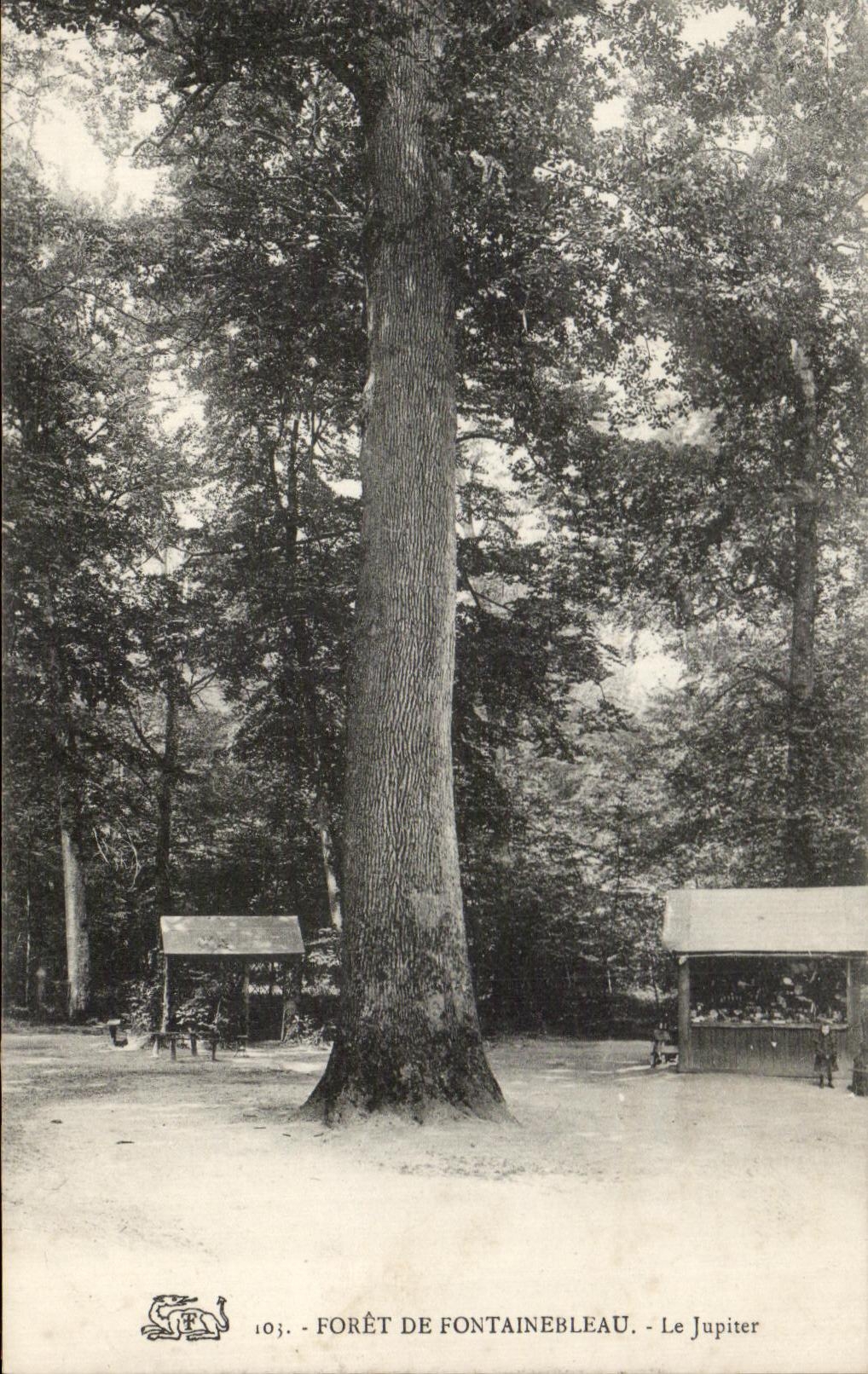 CPA Foret De Fontainebleau Le Jupiter Arbre