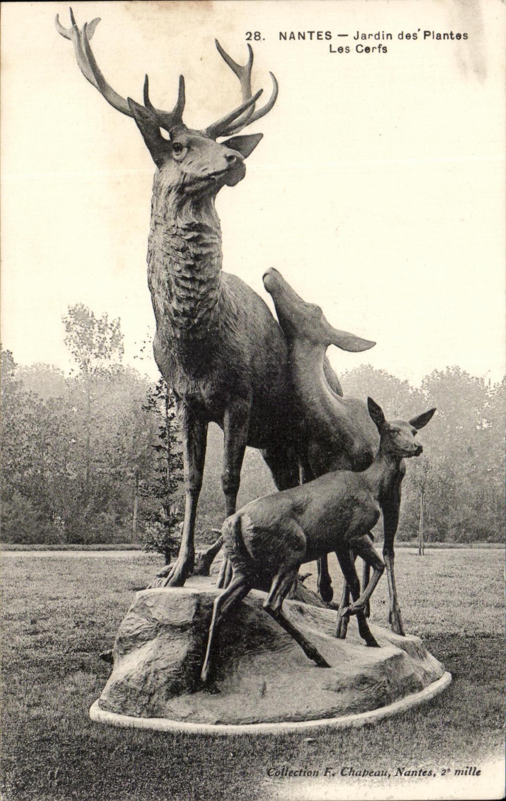 Machos del jardin botanico de CPA Nantes
