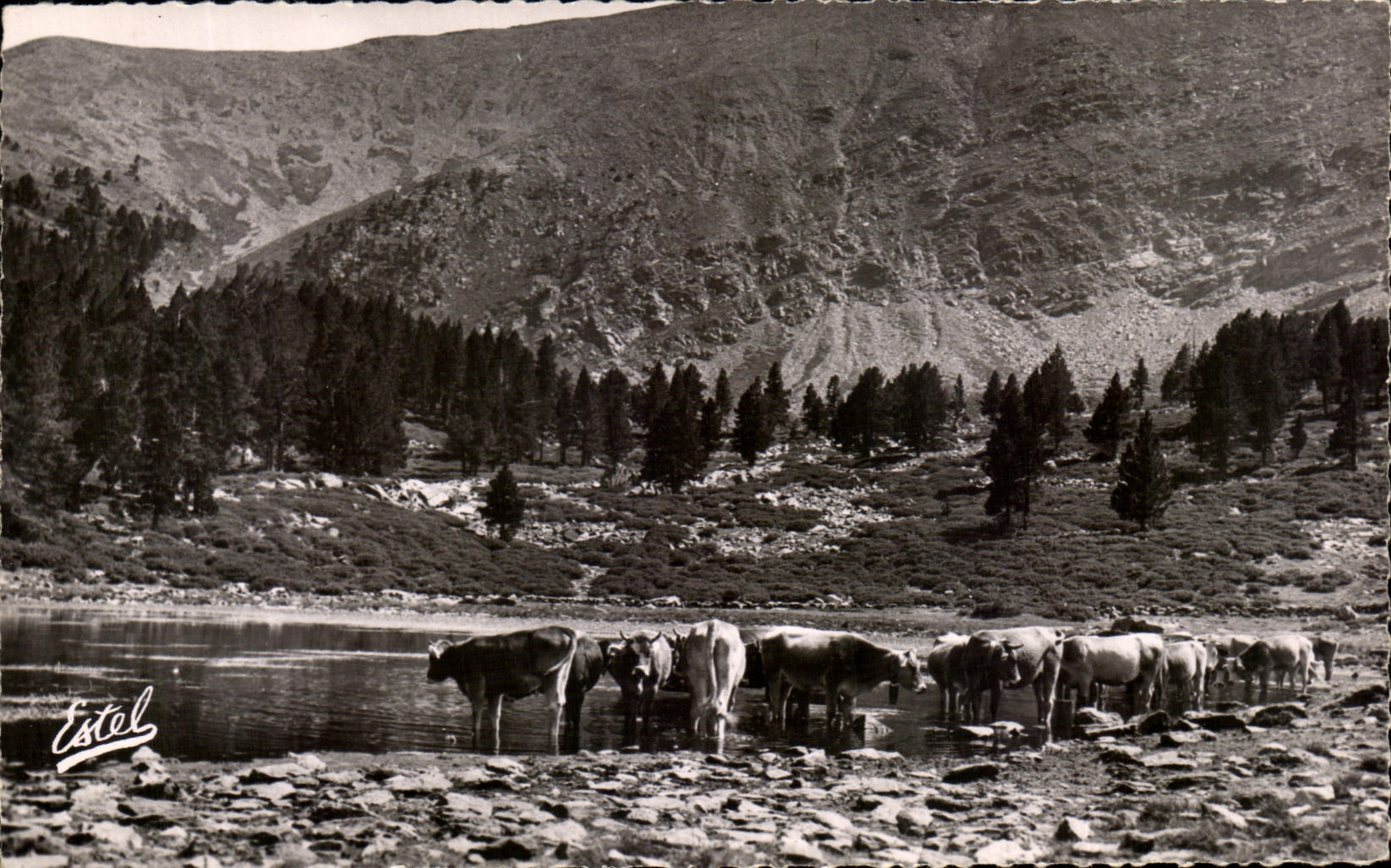 CPA Le Canigou L'Etang avec le troupeau du pacage du canigou Le pic Barbet Vaches