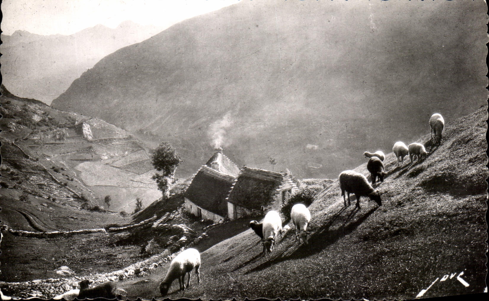 CPA Pyrenean Soil Pasture in high mountain Sheep