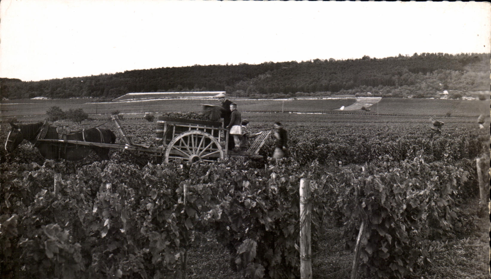 CPSM the Grape harvest Vines