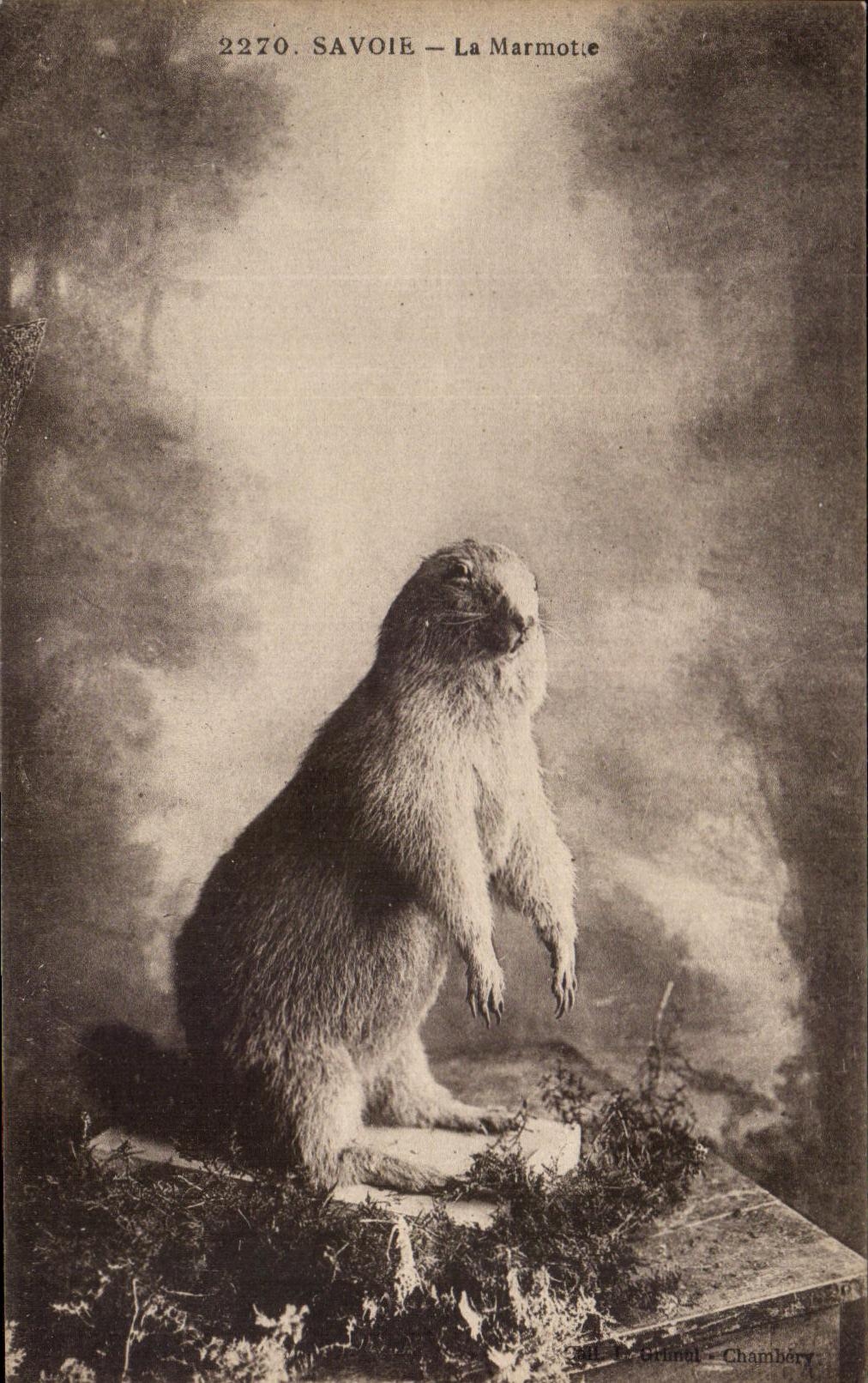 Col rizada de CPA la marmota