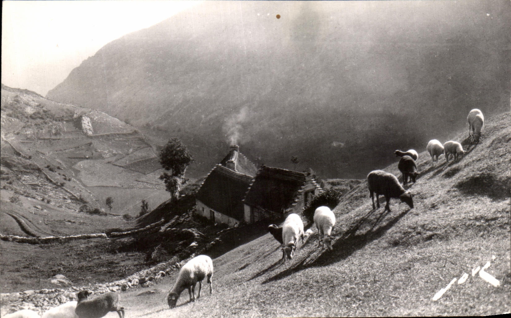 CPA Pau Soil Pyrennen Pasture in High mountain Sheep