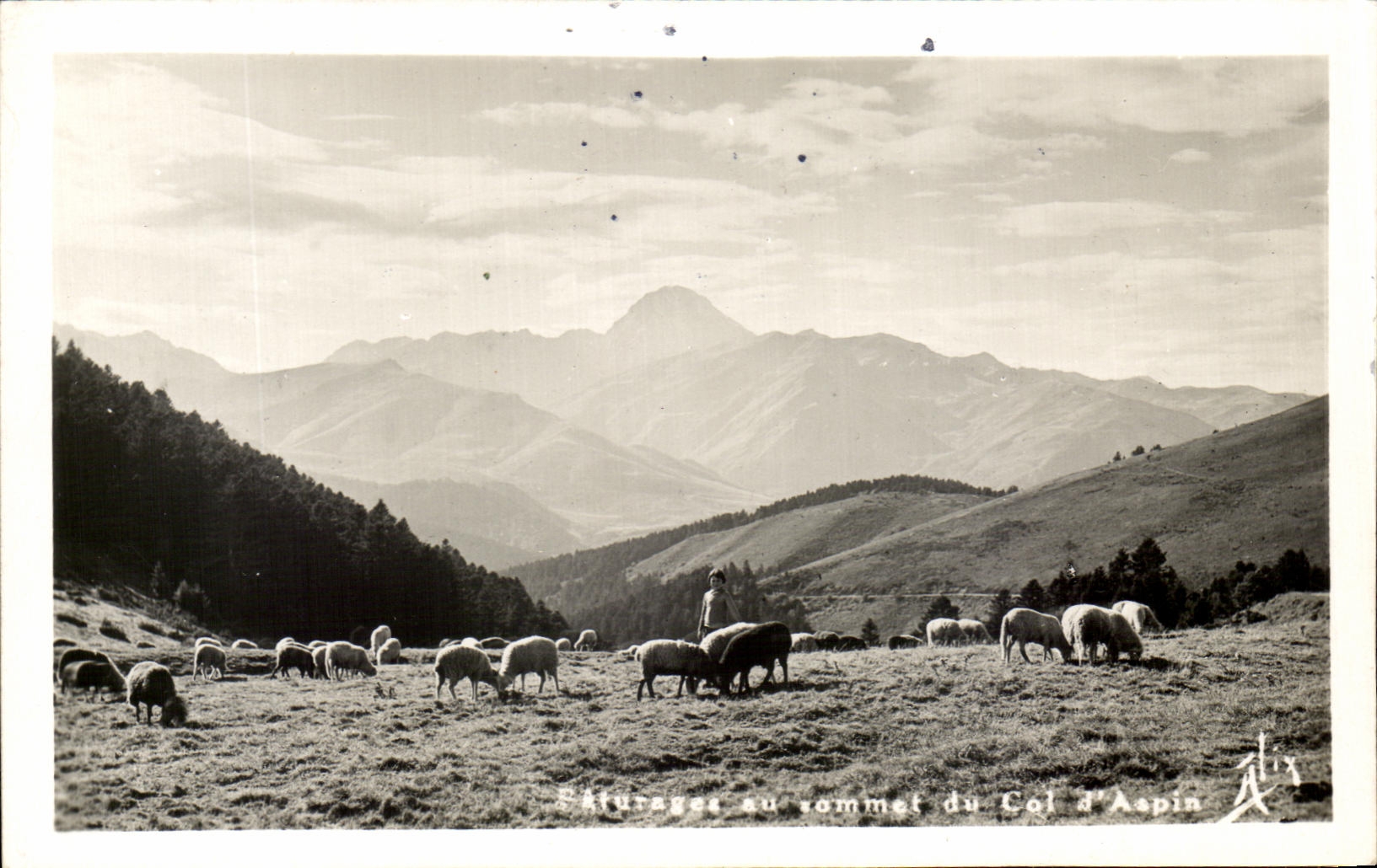 CPA Paturages au sommet du col d Aspin Moutons