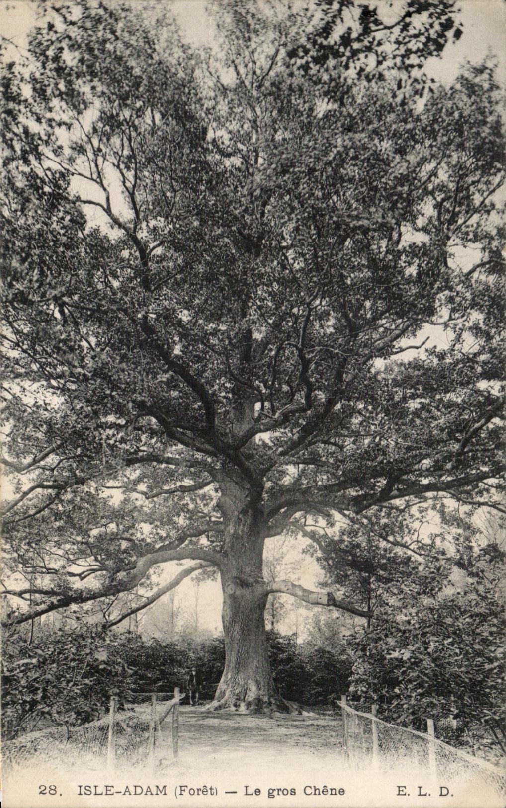 Isla Adan de la POSTAL de la VENDIMIA el arbol de roble grande