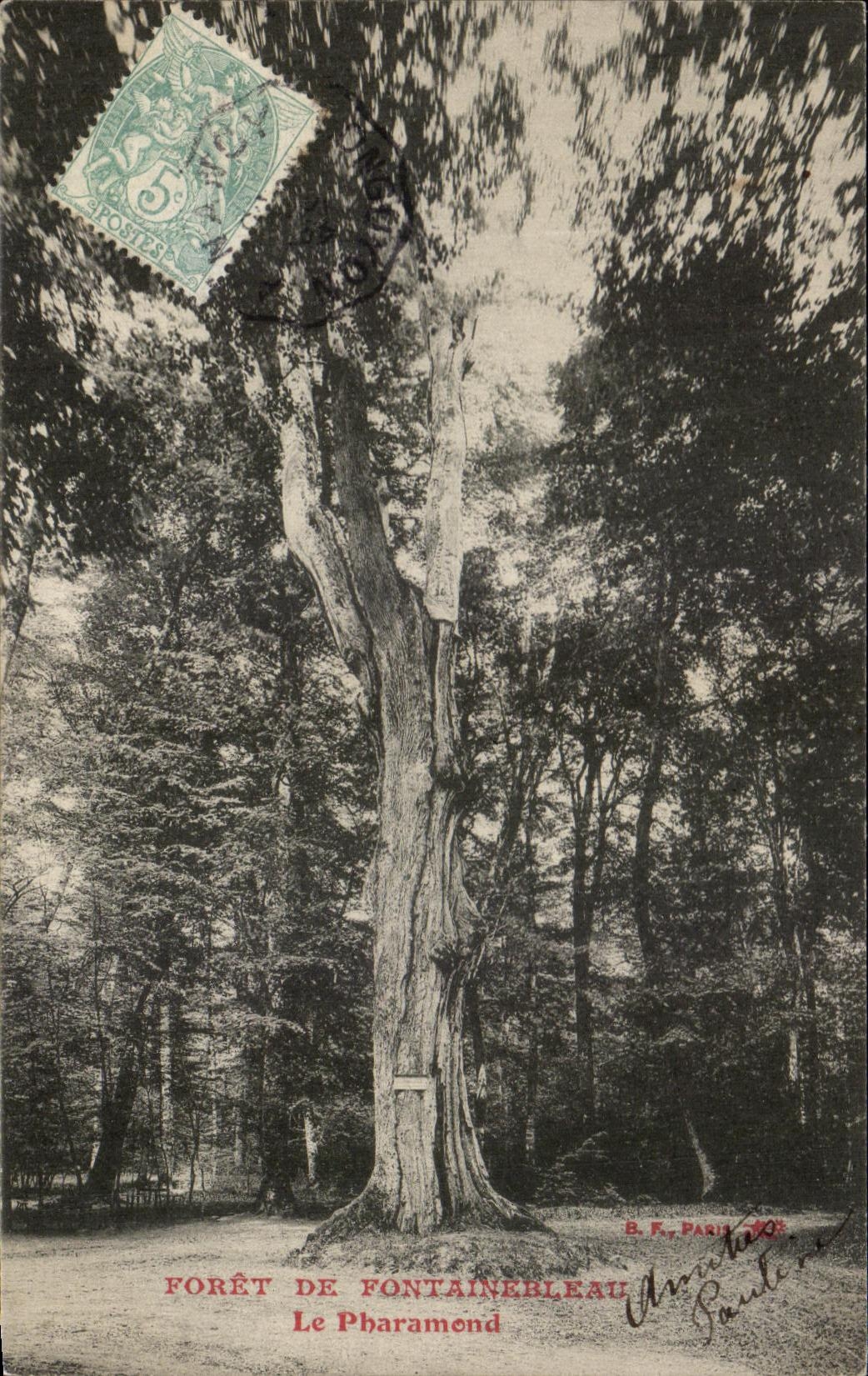 VINTAGE POSTCARD Drill of Fontainebleau the pharamond Tree