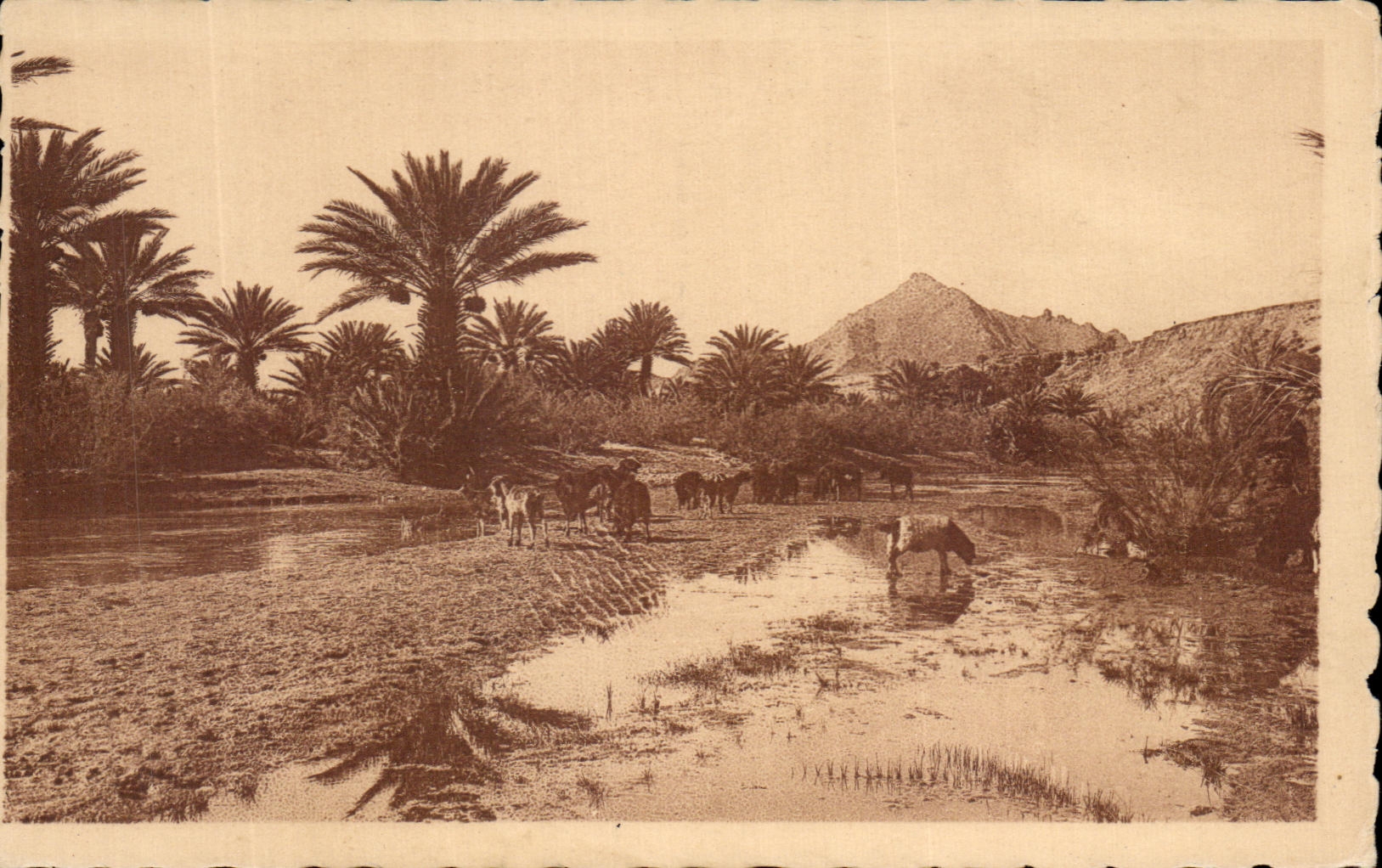 CPA Paysages du Sud Algerie