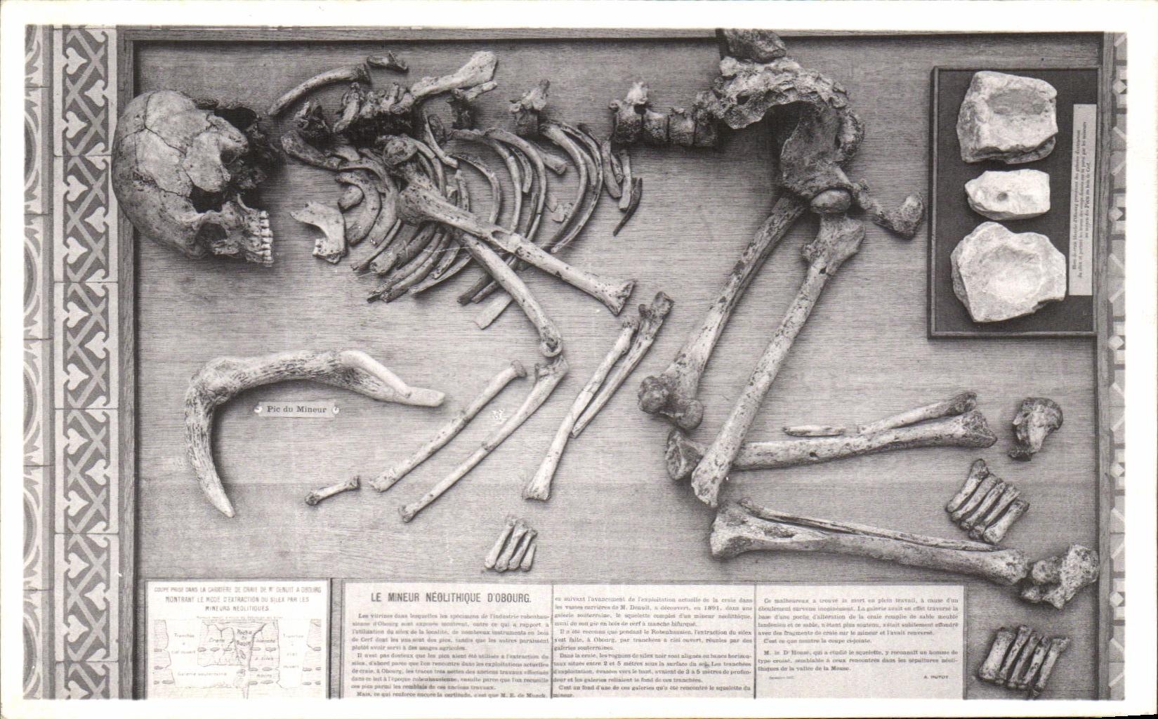 VINTAGE POSTCARD Brussels Royal Museum D natural history national Galleries