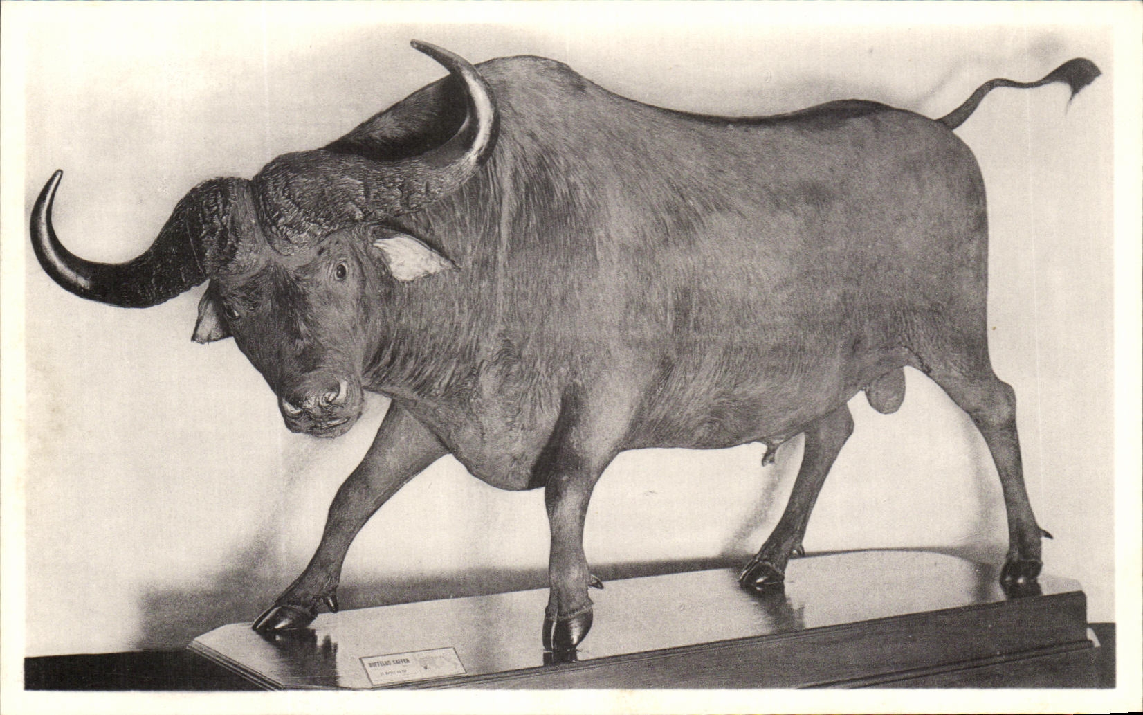 VINTAGE POSTCARD Brussels Royal Museum D natural history national Galleries Buffalo of the Cape