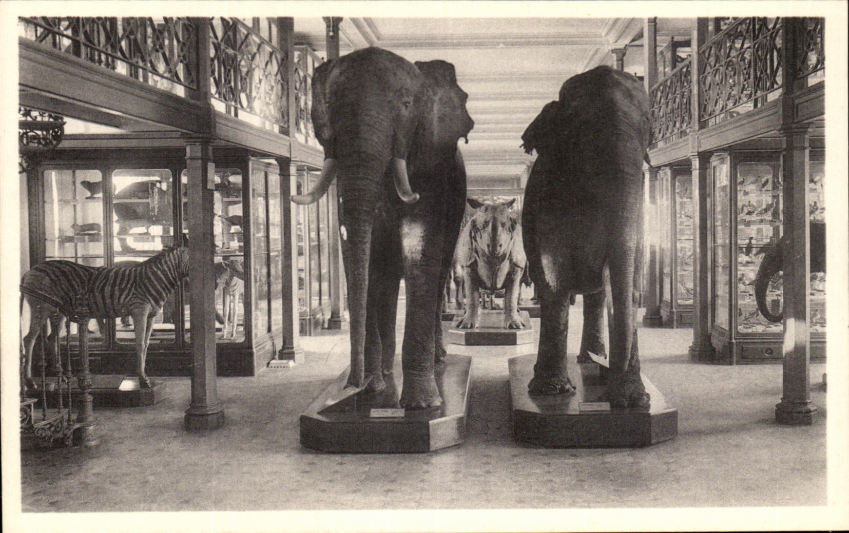 VINTAGE POSTCARD Brussels Royal Museum D natural history national Galleries Elephants Zebras Rhinoceros