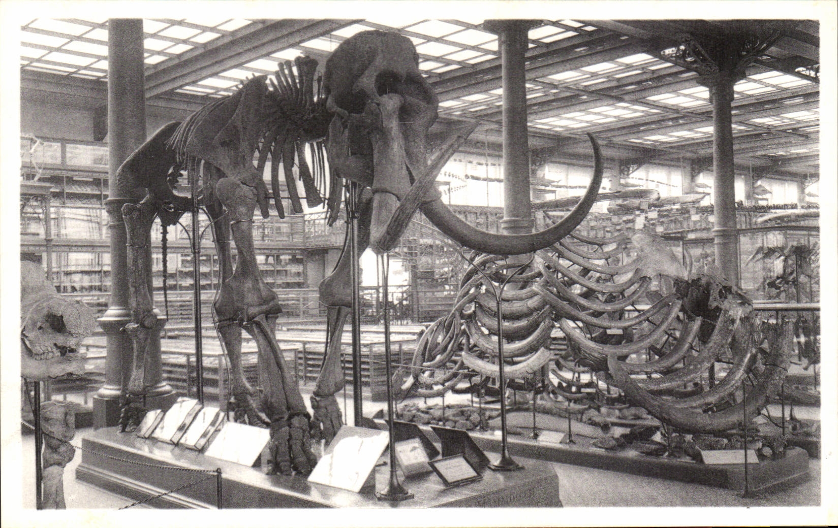 VINTAGE POSTCARD Brussels Royal Museum D natural history national Galleries Mammoth