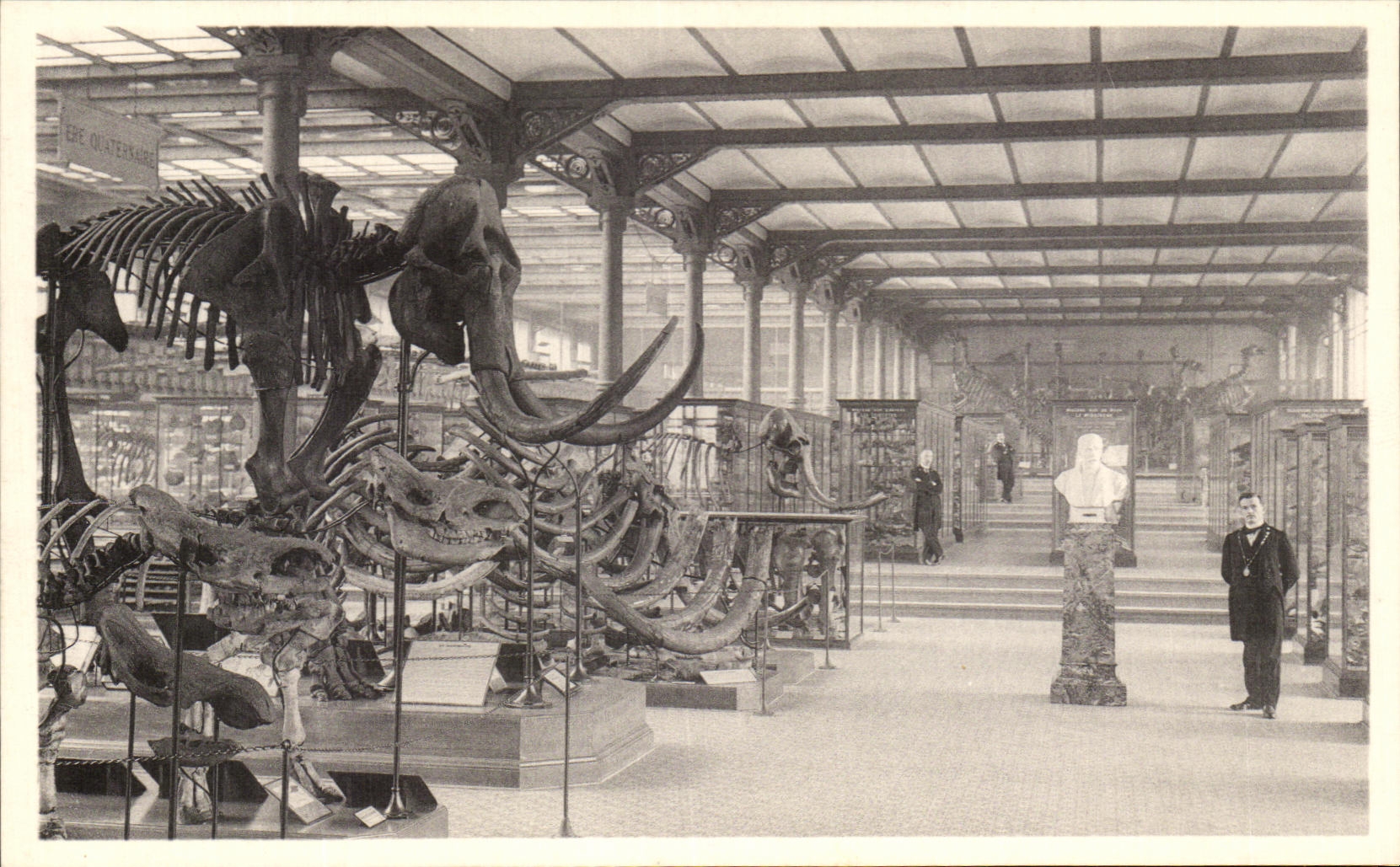 VINTAGE POSTCARD Brussels Royal Museum D natural history national Galleries Mammoths