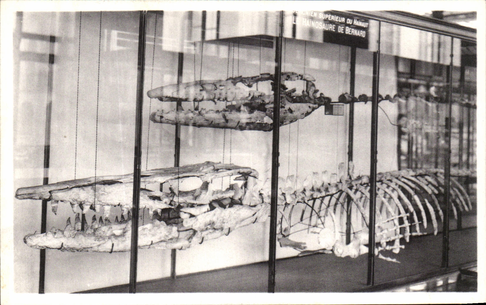 VINTAGE POSTCARD Brussels Royal Museum D natural history national Galleries Whales
