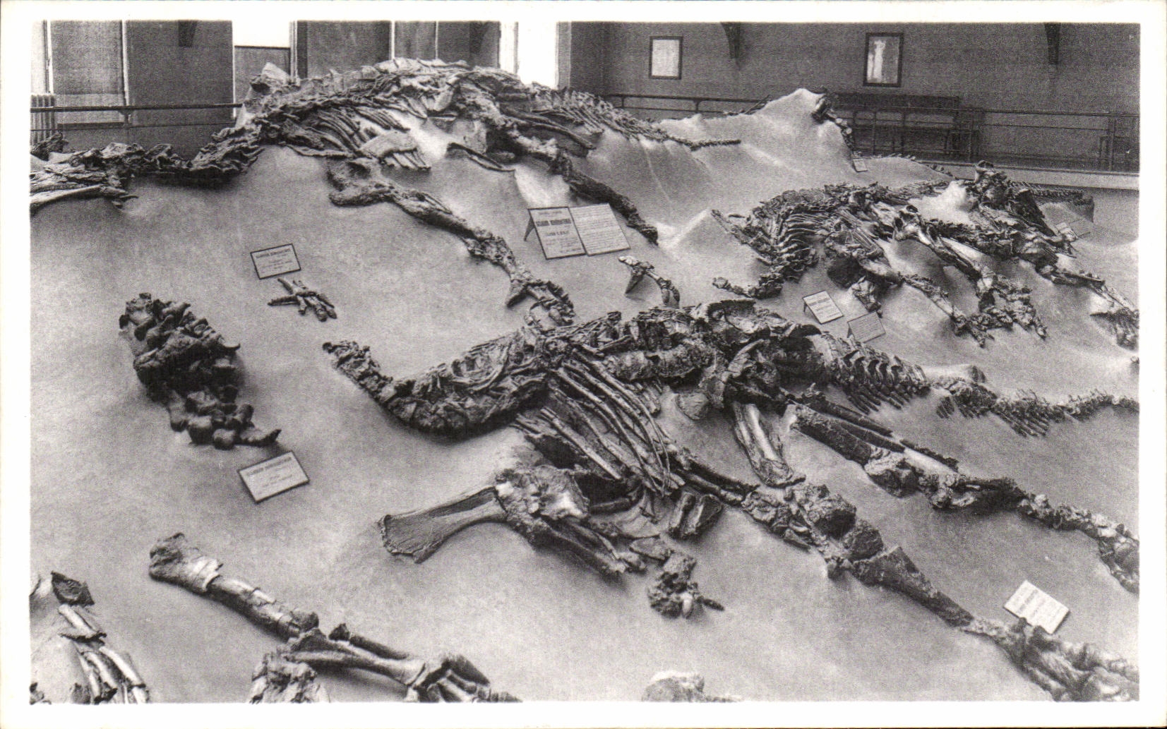 VINTAGE POSTCARD Brussels Royal Museum D natural history national Galleries Iguanodons de Bernissart Dinosaur