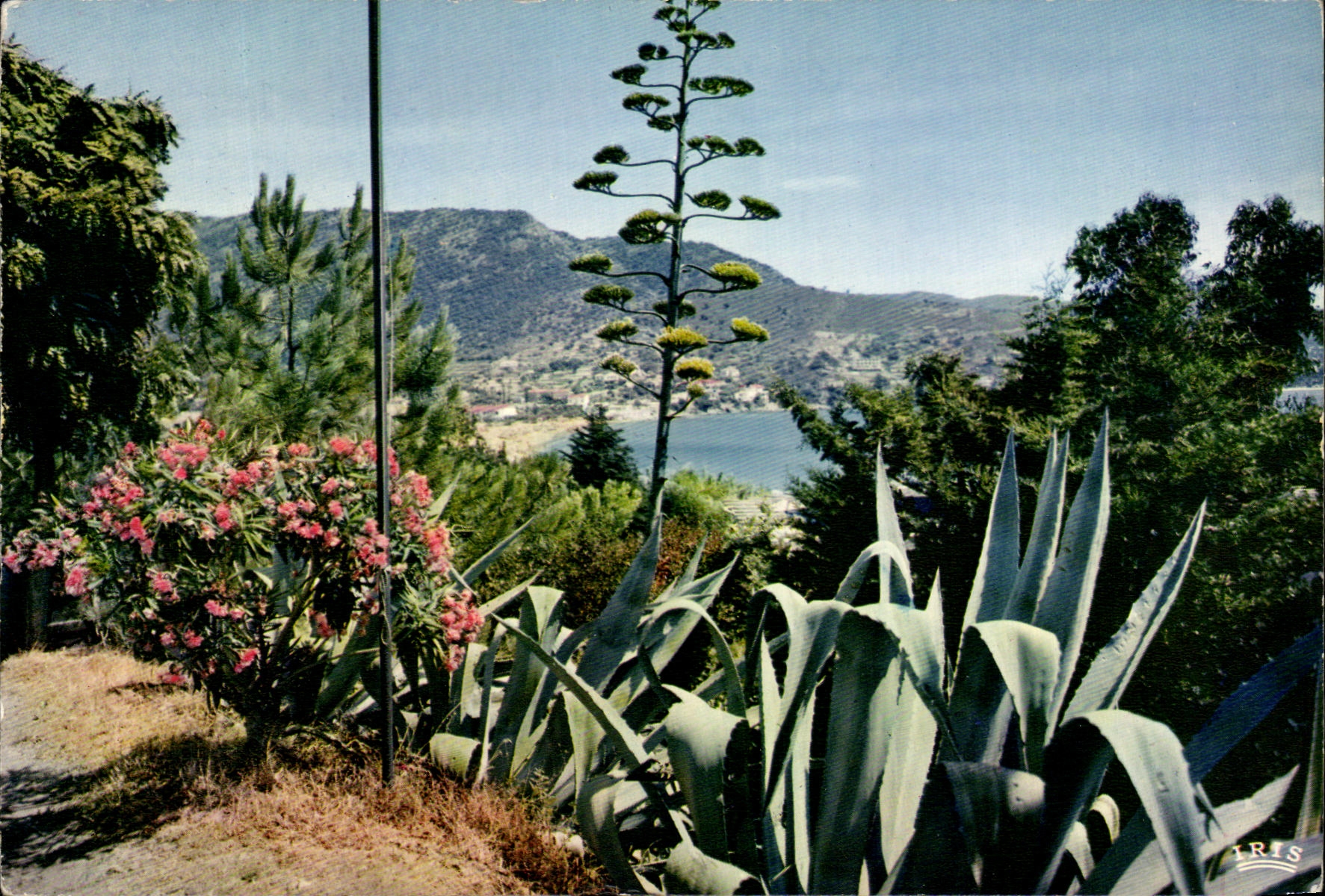 CPSM environs du Lavandou Saint Clair Cote d Azur