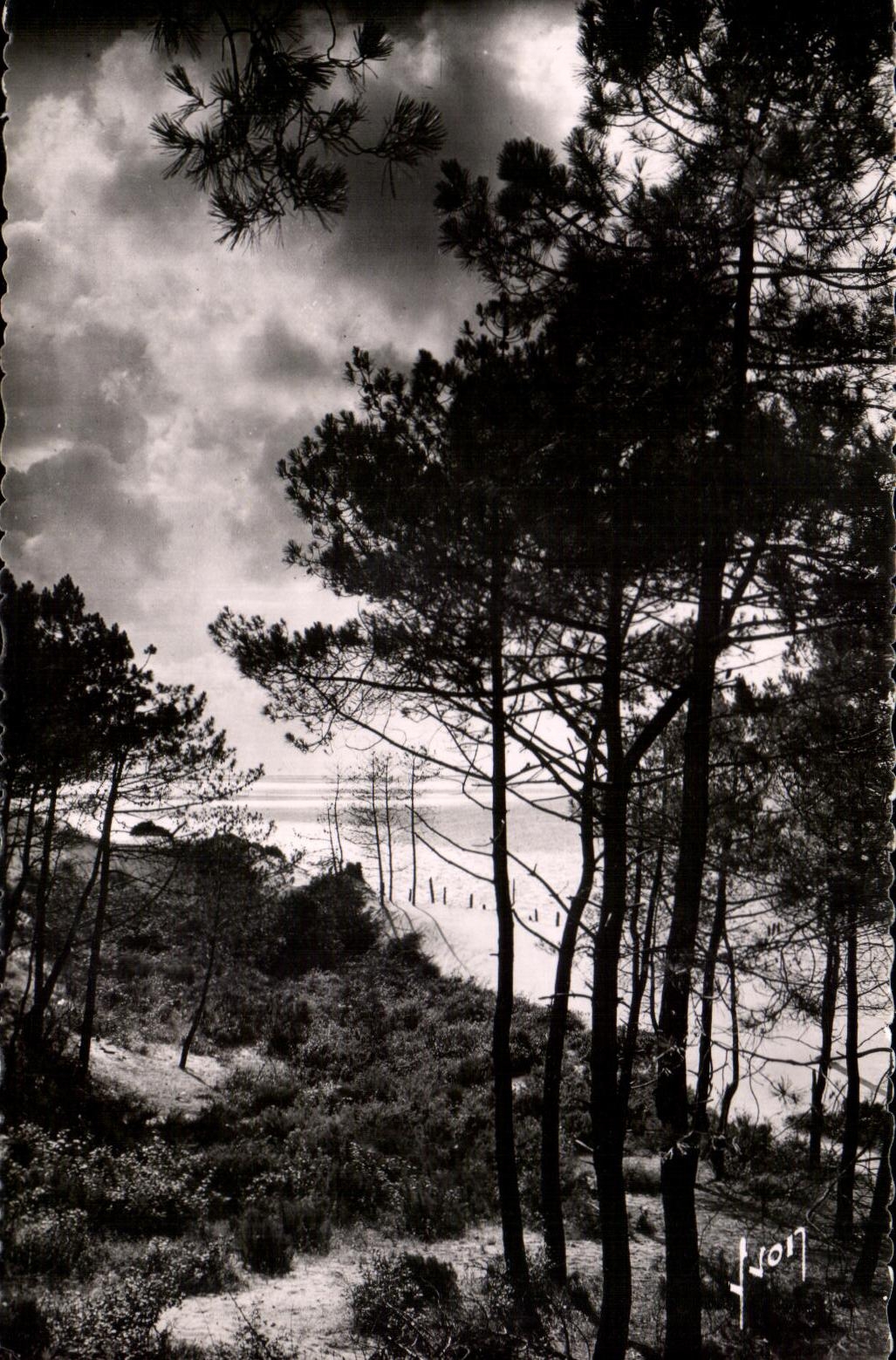 CPSM Bassin D Arcachon Le Bassin et les Dunes